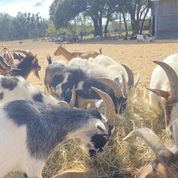 Jester King Brewery - Goat Therapy is optional - Breweries Near Me - Austin, Texas
