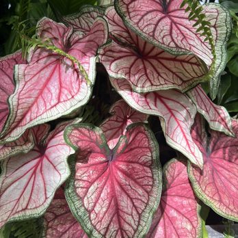 Volunteer Park Conservatory - Parks Near Me - Seattle, Washington Volunteer Park Conservatory - Parks Near Me - Seattle, Washington
