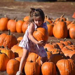 Twin Cities Harvest Festival and Maze