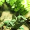 Nashville Zoo gift card