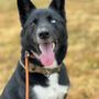 Photo of Curtin Creek Canine