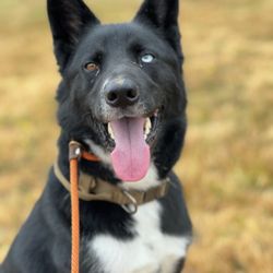 Curtin Creek Canine