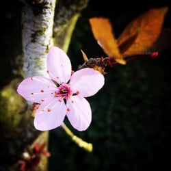 Jade Dragonfly Acupuncture