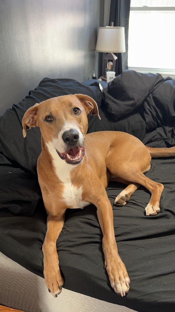 Caseys Cuddle N Care Petsitting - pet boarding facility in Springfield, OH
