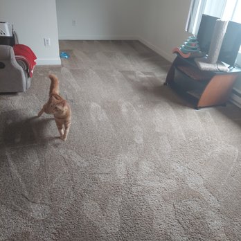 The Magic Wand Carpet Cleaning - Carpet Cleaning Near Me - Kent, Washington The Magic Wand Carpet Cleaning - Carpet Cleaning Near Me - Kent, Washington