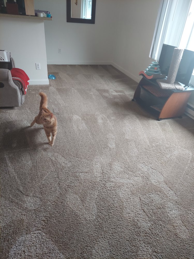 THE MAGIC WAND CARPET CLEANING Updated October 2024 12 Photos