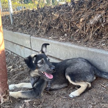 Fur Baby - Animal Shelters Near Me - Los Angeles, California Fur Baby - Animal Shelters Near Me - Los Angeles, California
