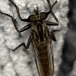 scary insect