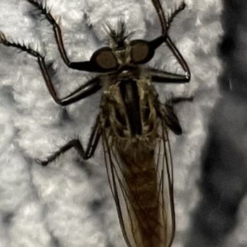 T J Maxx - scary insect - Department Stores Near Me - Fairborn, Ohio