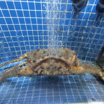 Aquabite Market & Kitchen - He'll be in someone's belly soon - Seafood Markets Near Me - Corpus Christi, Texas