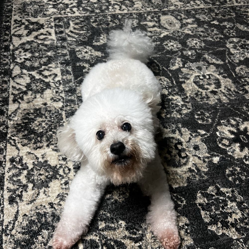 Debbie's Pet Grooming - Small Dog Haircut - Pet Stores Near Me - Ripon, California Debbie's Pet Grooming - Small Dog Haircut - Pet Stores Near Me - Ripon, California