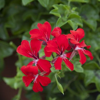 Geoseed - Geranium Ivy Leaf, Reach Out Red - Home & Garden Near Me - Hodges, South Carolina Geoseed - Geranium Ivy Leaf, Reach Out Red - Home & Garden Near Me - Hodges, South Carolina