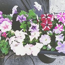 Some flowers i got a few days ago.