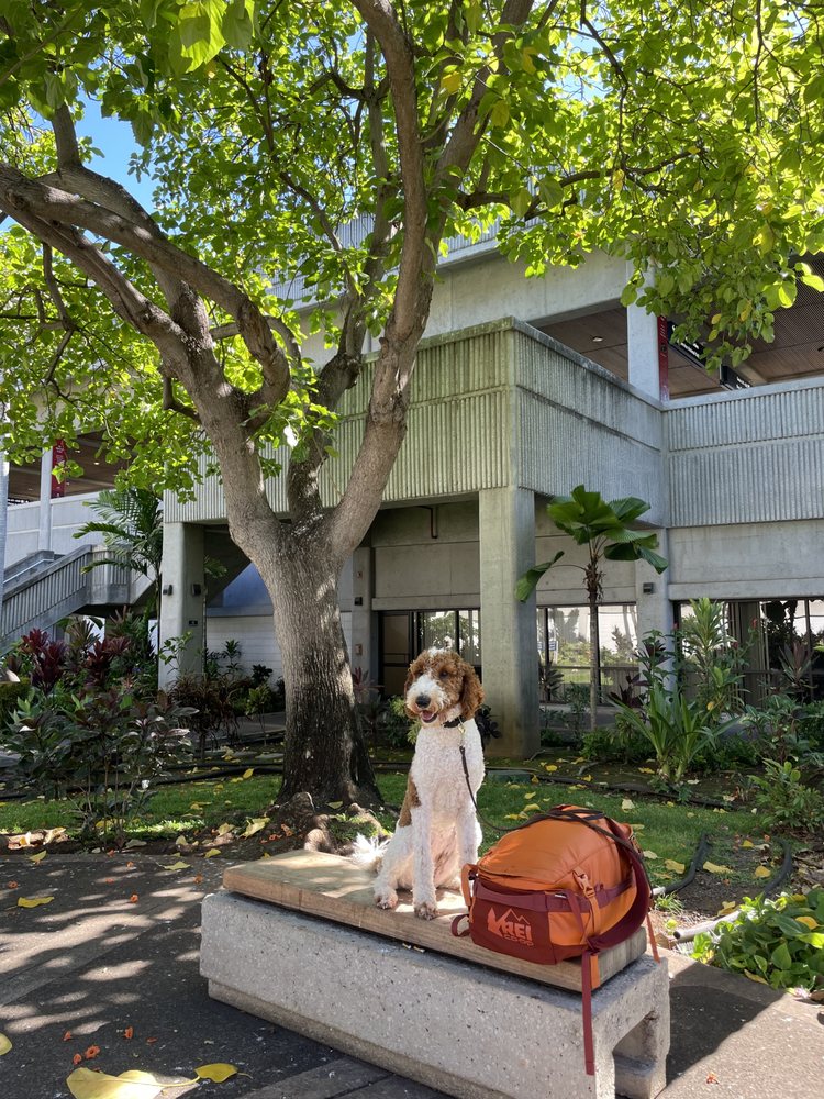 Off Leash K9 Training - pet boarding facility in Honolulu, HI