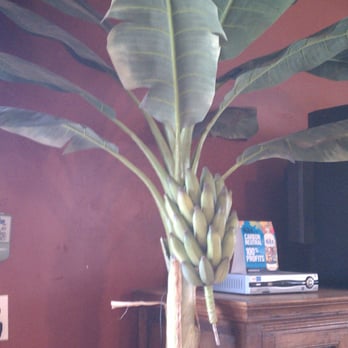 Monkey Business Cafe - Fake banana trees... my mom asked me if they were real LOL. - Sandwiches Near Me - Fullerton, California Monkey Business Cafe - Fake banana trees... my mom asked me if they were real LOL. - Sandwiches Near Me - Fullerton, California