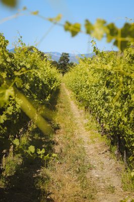 Cowhorn Vineyard & Garden by null