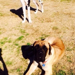 Happy, trained dog = happy life! Happy, trained dog = happy life!