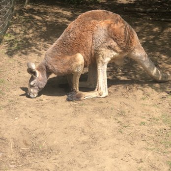 The Outback Kangaroo Farm - Zoos Near Me - Arlington, Washington The Outback Kangaroo Farm - Zoos Near Me - Arlington, Washington