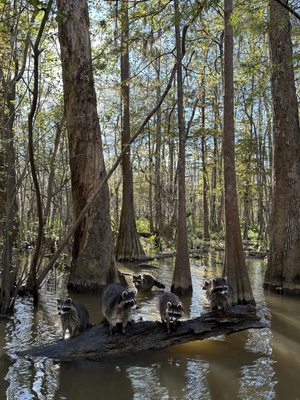 Honey Island Swamp Tours by null