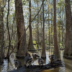 Honey Island Swamp Tours