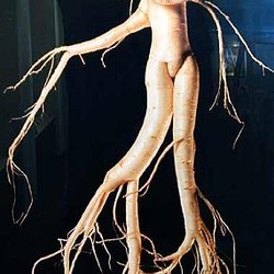 Qisheng Guan, OMD - Ginseng