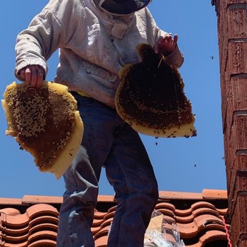 Bee Wranglers - Quick removal and repair - Pest Control Near Me - Riverside, California