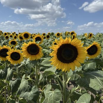 Southern Hill Farms - Sunflower field - Fruits & Veggies Near Me - Clermont, Florida Southern Hill Farms - Sunflower field - Fruits & Veggies Near Me - Clermont, Florida