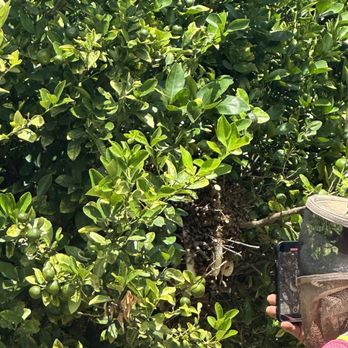 Honey Bee Rescue - The neighbors hive - Pest Control Near Me