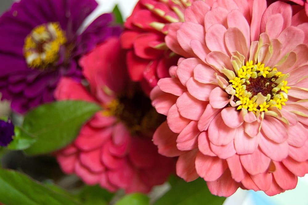 10 Fast-Growing Seeds For Summer Flowers Flowers good morning pictures