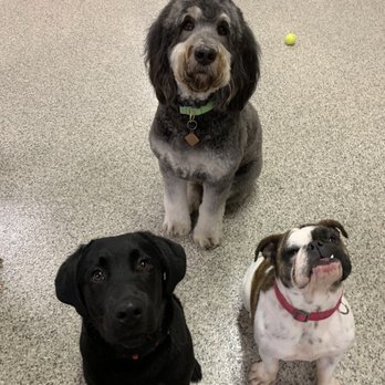 All Paws Retreat - Pet Training Near Me - Columbus, Ohio