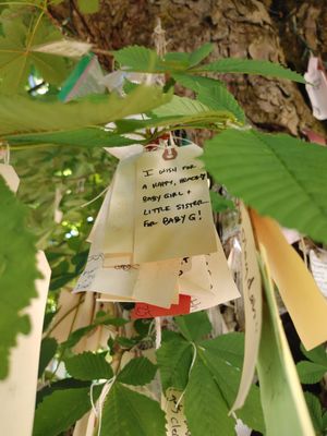 The Wishing Tree by null