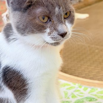 Mini Cat Town - Pet Adoption Near Me - San Jose, California Mini Cat Town - Pet Adoption Near Me - San Jose, California