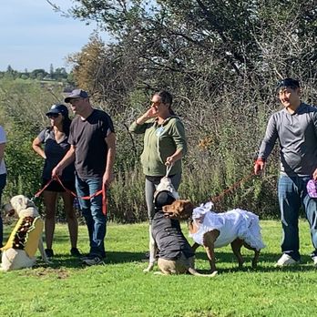 Ugly Dog Adventures - All the cute doggos at the annual Howloween event - Dog Walkers Near Me