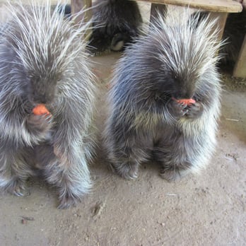 Wildlife Learning Center - Zoos Near Me - Sylmar, California
