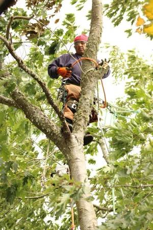 Raven Tree Services - tree service in Seattle, WA