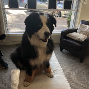 A Royal Spaw - Pet Groomers Near Me - San Clemente, California