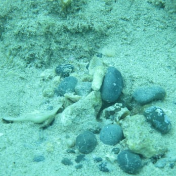 Sweet Bottom Dive Center - Can you see it? - Scuba Diving Near Me - St. Croix, Virgin Islands Sweet Bottom Dive Center - Can you see it? - Scuba Diving Near Me - St. Croix, Virgin Islands