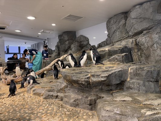 Osaka Aquarium Kaiyukan by null