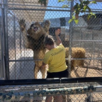 Lion Habitat Ranch - Lion eating - Zoos Near Me - Henderson, Nevada Lion Habitat Ranch - Lion eating - Zoos Near Me - Henderson, Nevada
