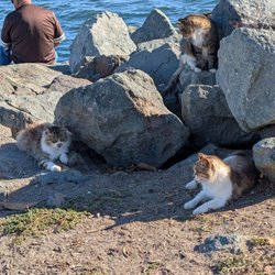 Pepper Park - Coastal wildlife