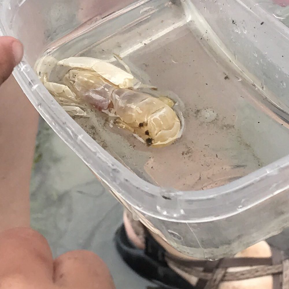 Ghost shrimp Ghost shrimp