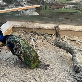Bravo Farms Traver - Pretty Peacock - Cheese Shops Near Me - Traver, California
