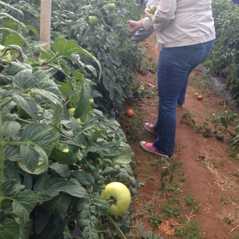 Homestead Farm - Fruits & Veggies Near Me - Poolesville, Maryland