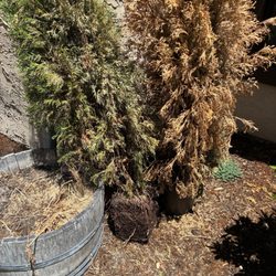 Brighter blooms - Two emerald green arborvitae that died within 3 months of receiving.