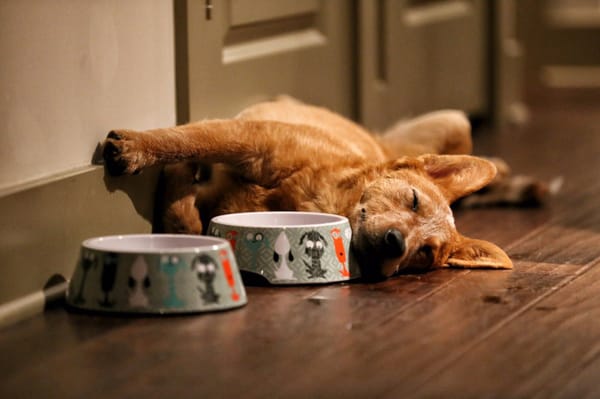FRIENDS OF HOMELESS ANIMALS - Updated June 2026 - 17 Photos & 78 ...