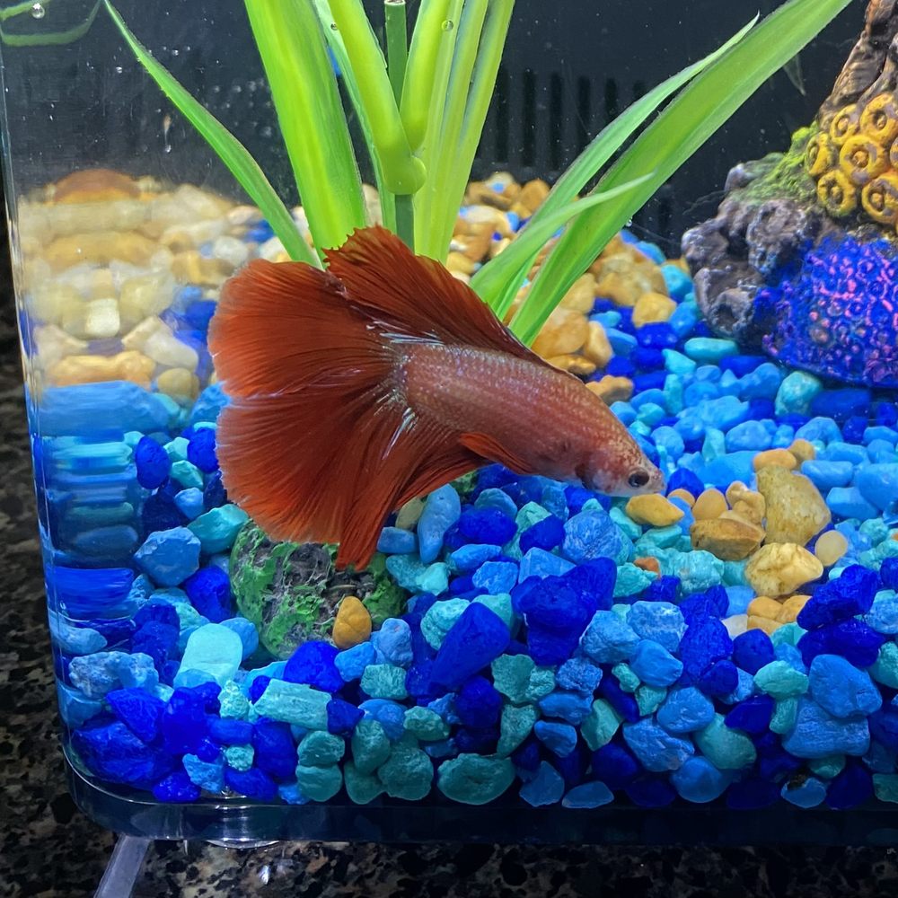 Petco - Pet Stores Near Me - College Station, Texas Petco - Pet Stores Near Me - College Station, Texas