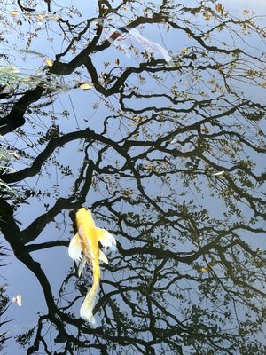 Imperial Palace East National Gardens by null