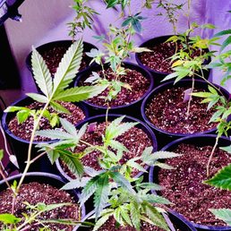 My plants My plants