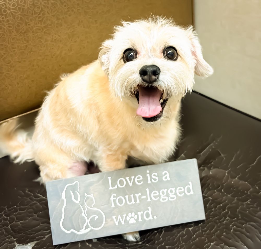 South Valley Animal Hospital - pet boarding facility in Las Vegas, NV