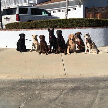 Dog Republic - Malcolm on a pack walk - Dog Walkers Near Me - Newport Beach, California Dog Republic - Malcolm on a pack walk - Dog Walkers Near Me - Newport Beach, California